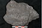 Foto (Detailansicht) von Asplenium hochstetteri Unger (NHMW-GEO-2024-0188-10298)